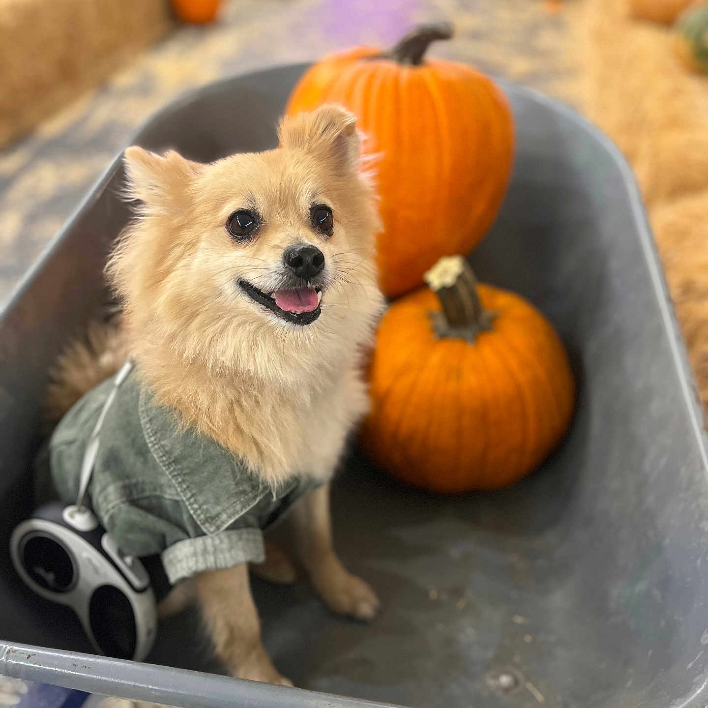 King Triton is registered to the contest to win money with this photo: animal, canine, clothing, dog, eskimodog, food, footwear, medication, pet, pill, plant, produce, pumpkin, puppy, shoe, squash, transportation, vegetable, vehicle, whitedog