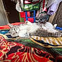 cat, gray_cat, white_cat, lying_down, blanket, colorful_blanket, indoor, bedroom, furniture, door, clothing, storage_bins, relaxed, pet, animal, fur, whiskers, paws, resting, home