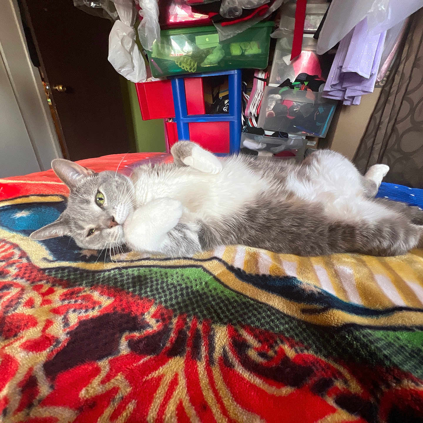 Roxy is registered to the contest to win money with this photo: animal, bedroom, blanket, cat, clothing, colorful_blanket, door, fur, furniture, gray_cat, home, indoor, lying_down, paws, pet, relaxed, resting, storage_bins, whiskers, white_cat