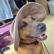 Jack is registered to the contest to win money with this photo: dog, canine, brown_fur, wearing_hat, sun_hat, smiling, open_mouth, teeth, nose, collar, leash, close_up, portrait, pet, animal, vehicle, outdoor_gear, storage_box, colorful, funny