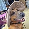 dog, canine, brown_fur, wearing_hat, sun_hat, smiling, open_mouth, teeth, nose, collar, leash, close_up, portrait, pet, animal, vehicle, outdoor_gear, storage_box, colorful, funny