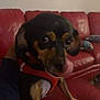 dog, pet, red_harness, leather_couch, indoor, living_room, furniture, wall_art, animal, cute, tongue, small_dog, black_and_brown, paw, seat, relaxed, household, companion, canine, cute_pet