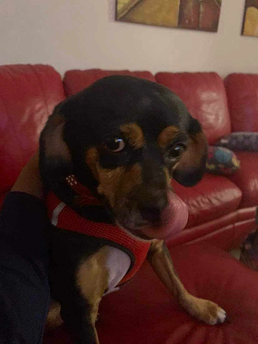 Buddy