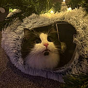 Arthur is registered to the contest to win money with this photo: cat, black_and_white_cat, pet, furry, cozy, cat_bed, carpet, christmas_tree, christmas_lights, festive, indoor, cute, animal, whiskers, close_up, curious, soft_lighting, holiday, decorations, feline