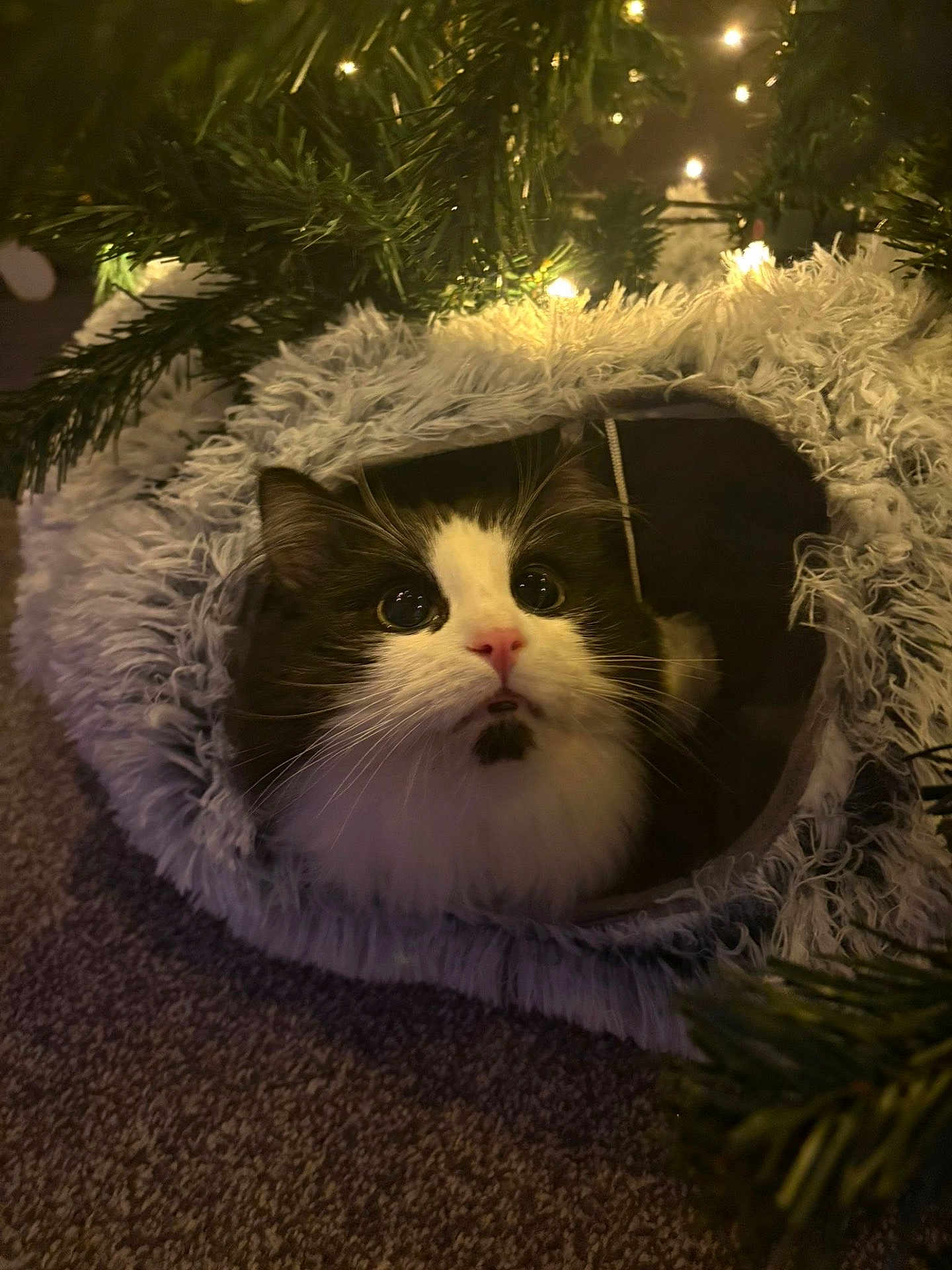 Arthur is registered to the contest to win money with this photo: cat, black_and_white_cat, pet, furry, cozy, cat_bed, carpet, christmas_tree, christmas_lights, festive, indoor, cute, animal, whiskers, close_up, curious, soft_lighting, holiday, decorations, feline