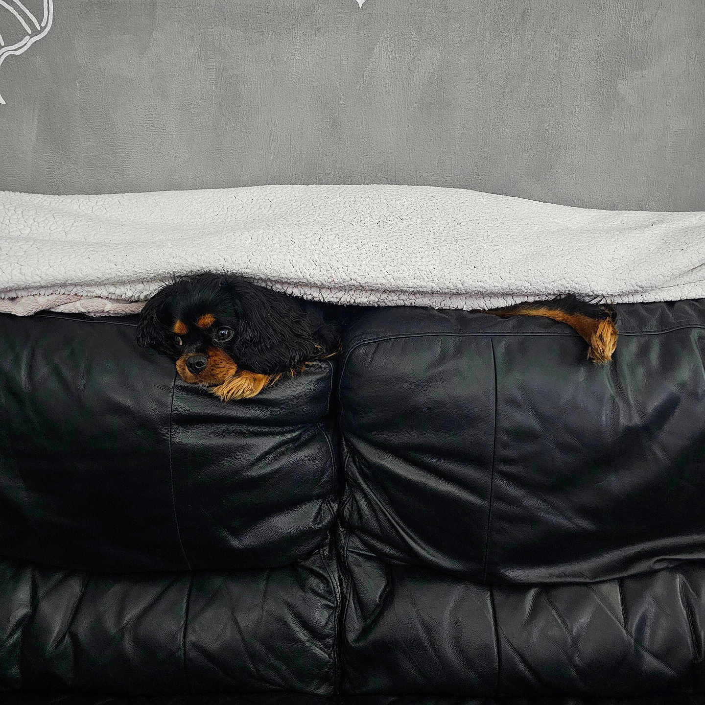 Uppy participe au concours pour gagner de l'argent avec cette photo : animal, architecture, blanket, building, canine, cockerspaniel, couch, cushion, dog, furniture, homedecor, hound, indoors, livingroom, person, pet, puppy, room, sleeping, terrier