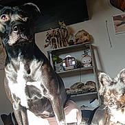 Shiny joined the competition — help win amazing prizes! dog, bed, sunlight, sitting, lying_down, black_dog, small_dog, indoor, shelf, decorations, plush_toys, skeleton_figures, blanket, furniture, pet, animal, resting, curious, relaxed, cozy