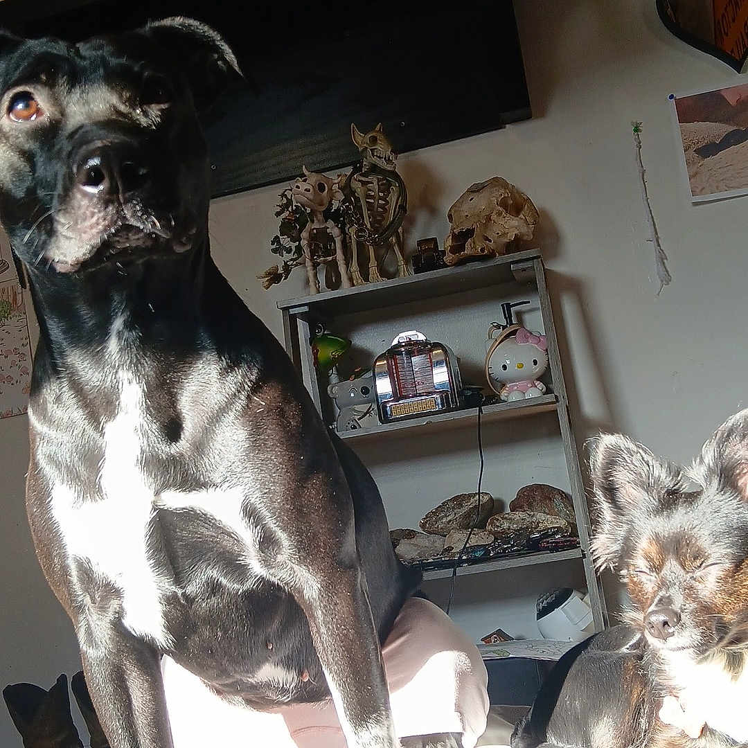 Shiny joined the competition — help win amazing prizes! animal, bed, black_dog, blanket, cozy, curious, decorations, dog, furniture, indoor, lying_down, pet, plush_toys, relaxed, resting, shelf, sitting, skeleton_figures, small_dog, sunlight