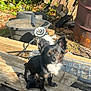 dog, small_dog, black_dog, white_chest, outdoor, wooden_planks, tires, wire_mesh, rusty_barrel, sunlight, curious, ears, sitting, garden_tools, clutter, nature, grass, shadows, daylight, pet