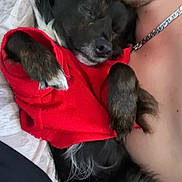 Tiny Man joined the competition — help win amazing prizes! dog, sleeping, red_sweater, person, chain, closeup, indoor, resting, fur, paw, nose, comfort, cuddle, relaxation, pet, cozy, blanket, human, skin, nap