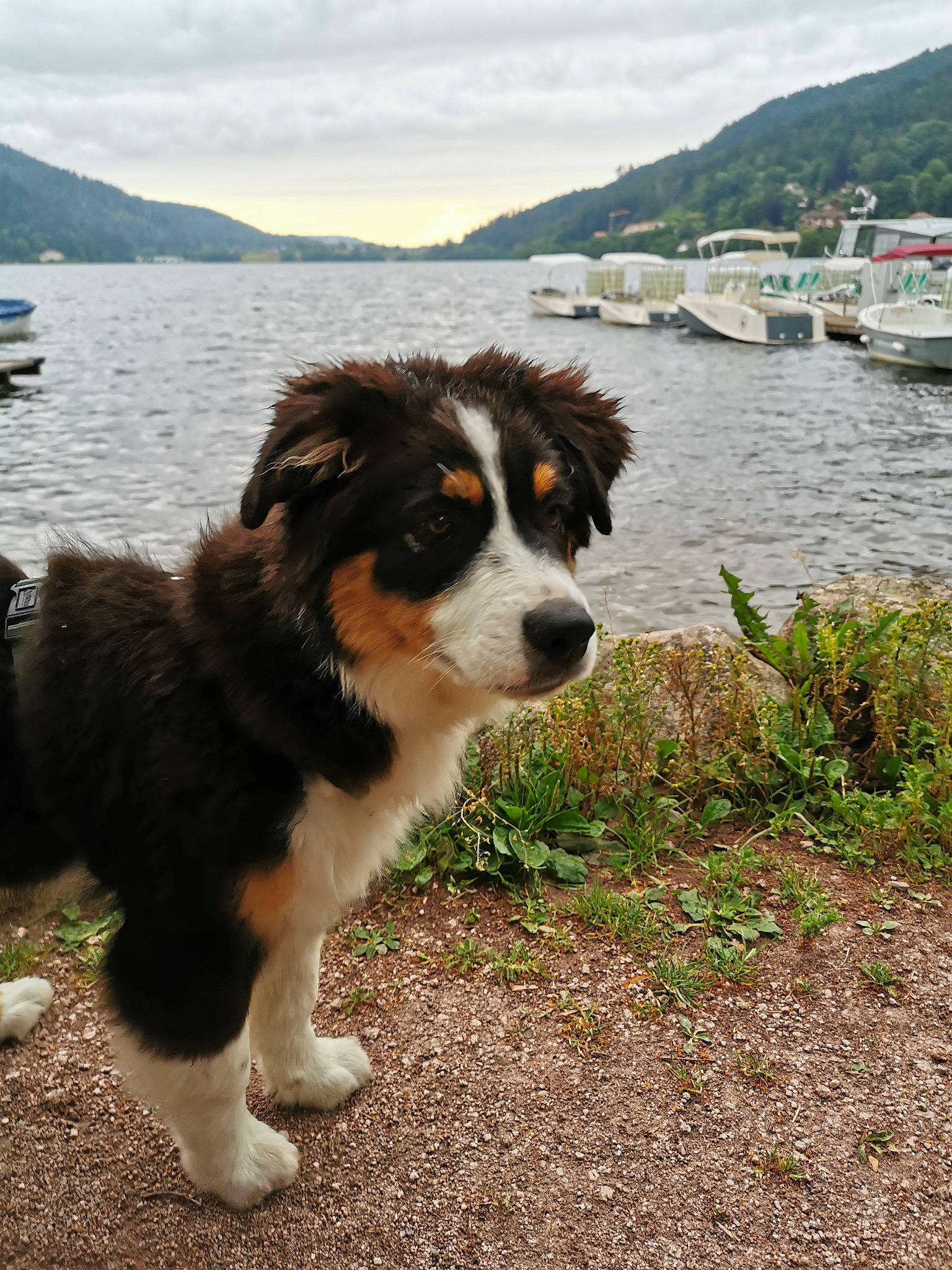 Maïka participe au concours pour gagner de l'argent avec cette photo : canidae, carnivore, cloud, companion_dog, dog, dog_breed, grass, herding_dog, hill, lake, lake_district, loch, mountain, plant, sky, sporting_group, tree, water, working_animal, working_dog