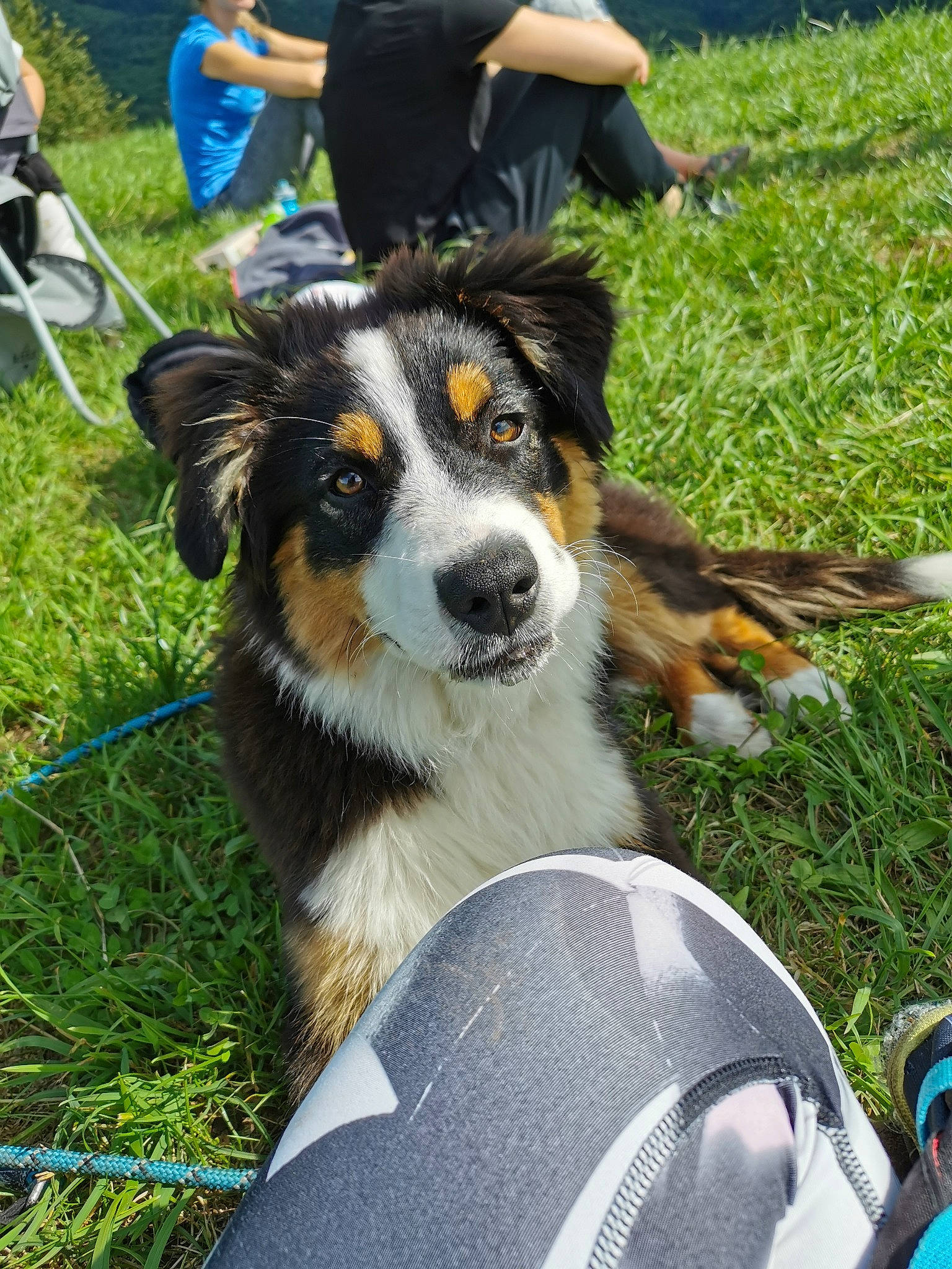 Maïka participe au concours pour gagner de l'argent avec cette photo : bernese_mountain_dog, canidae, carnivore, chair, collar, companion_dog, dog, dog_breed, fur, grass, green, herding_dog, jeans, leash, plant, scotch_collie, shorts, sporting_group, whiskers, working_dog