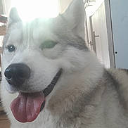 Ussia a rejoint le concours — aidez-le/la à gagner de superbes lots ! dog, husky, tongue_out, indoor, floor_tiles, chair, furniture, pet, animal, canine, smiling, two_dogs, light, window, home, background, happy, portrait, close_up, domestic