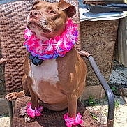 Bella Strickland is registered to the contest to win money with this photo: animal, brown_dog, canine, collar, dog, fence, flower_lei, grass, leash, nature, outdoor, paw, pet_accessory, portrait, relaxed, sitting, summer, sunlight, wicker_chair, wood