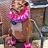 dog, brown_dog, wicker_chair, flower_lei, outdoor, sunlight, pet_accessory, leash, animal, canine, nature, grass, fence, wood, collar, paw, sitting, portrait, summer, relaxed