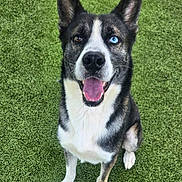 Duke joined the competition — help win amazing prizes! animal, black_and_white, blue_eye, brown_eye, canine, cute, dog, ears, friendly, fur, grass, happy, heterochromia, nose, outdoor, pet, portrait, sitting, smiling, tongue