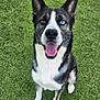 animal, black_and_white, blue_eye, brown_eye, canine, cute, dog, ears, friendly, fur, grass, happy, heterochromia, nose, outdoor, pet, portrait, sitting, smiling, tongue