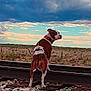 Chyna joined the competition — help win amazing prizes! dog, train_tracks, rocks, collar, brown_and_white, looking_back, outdoor, sky, clouds, fence, landscape, dry_vegetation, nature, curious, standing, animal, pet, daylight, rural, field