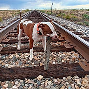 Chyna is registered to the contest to win money with this photo: dog, railroad_tracks, stick, gravel, wood, outdoor, sky, clouds, brown_and_white, collar, animal, pet, landscape, fence, nature, playing, railway, field, rural, daytime