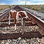 dog, railroad_tracks, stick, gravel, wood, outdoor, sky, clouds, brown_and_white, collar, animal, pet, landscape, fence, nature, playing, railway, field, rural, daytime