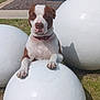 dog, brown_and_white, collar, outdoor, sunlight, grass, bush, tree, white_sphere, sculpture, pet, animal, nature, daytime, park, resting, paw, cute, closeup, expression