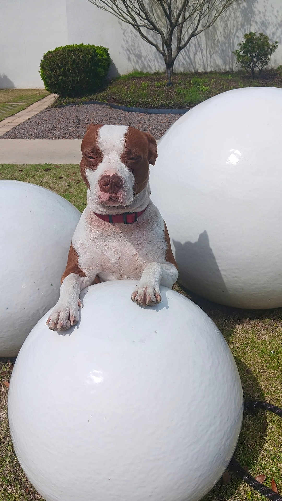 Chyna joined the competition — help win amazing prizes! dog, brown_and_white, collar, outdoor, sunlight, grass, bush, tree, white_sphere, sculpture, pet, animal, nature, daytime, park, resting, paw, cute, closeup, expression