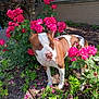 Chyna joined the competition — help win amazing prizes! dog, brown_and_white, flowers, pink_roses, garden, outdoor, plants, greenery, sunlight, tree, bush, petals, nature, canine, animal, summer, daylight, shrub, peaceful, flora