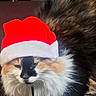 Jynx joined the competition — help win amazing prizes! cat, calico, fluffy, santa_hat, holiday, festive, pet, animal, fur, cute, sleepy, indoor, cozy, whiskers, mammal, domestic, portrait, close_up, face, christmas