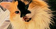 Jynx is registered to the contest to win money with this photo: cat, calico, fluffy_fur, whiskers, pet, animal, close_up, face, feline, cute, indoor, portrait, relaxed, soft_texture, orange_fur, black_fur, white_fur, domestic_cat, animal_face, fur