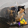 Jynx joined the competition — help win amazing prizes! cat, calico_cat, plastic_container, toy, fuzzy_toy, floor, indoor, curious, pet, animal, furniture, playful, colorful, domestic_cat, whiskers, ears, sitting, transparent, container, wooden_floor