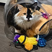 Jynx is registered to the contest to win money with this photo: cat, calico_cat, fluffy, pet, toy, cat_toy, floor, wooden_floor, plastic_dome, indoor, feline, curious, closeup, colorful, playful, animal, domestic_animal, fur, whiskers, ears
