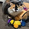 cat, calico_cat, fluffy, pet, toy, cat_toy, floor, wooden_floor, plastic_dome, indoor, feline, curious, closeup, colorful, playful, animal, domestic_animal, fur, whiskers, ears