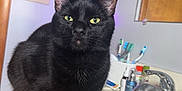 Miles And Willow joined the competition — help win amazing prizes! black_cat, cat, pet, animal, indoor, bathroom, sink, toiletries, wooden_cabinet, curious, feline, domestic, yellow_eyes, black_fur, close_up, countertop, toothbrush, mirror, household, cleaning_supplies