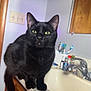 black_cat, cat, pet, animal, indoor, bathroom, sink, toiletries, wooden_cabinet, curious, feline, domestic, yellow_eyes, black_fur, close_up, countertop, toothbrush, mirror, household, cleaning_supplies