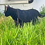 black_cat, cat, grass, outdoor, animal, pet, feline, greenery, nature, side_view, mammal, walking, wildlife, plant, field, domestic_animal, fur, whiskers, ears, daylight