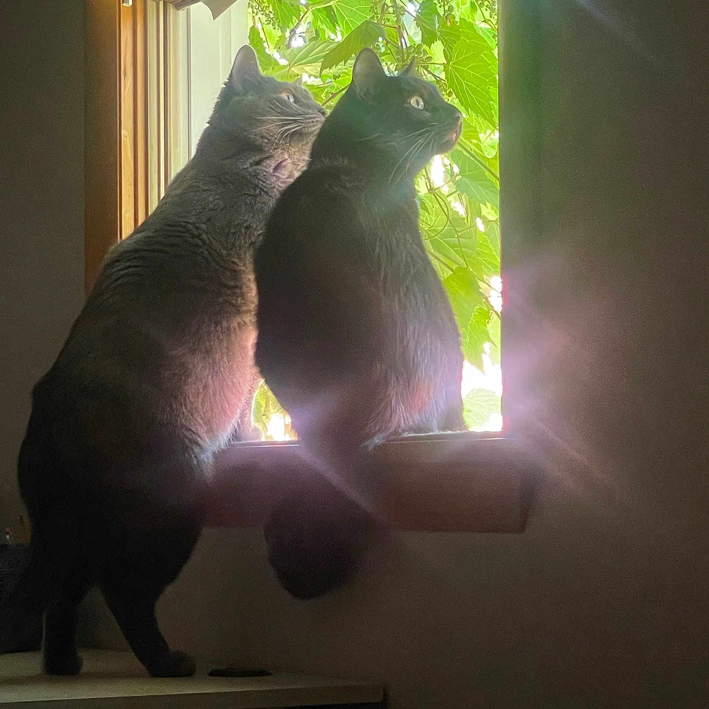 Miles And Willow joined the competition — help win amazing prizes! animals, cat, companions, curious, domestic, feline, greenery, indoor, leaf, light, looking, nature, pets, quiet, shadow, silhouette, still_life, sunlight, window, windowsill
