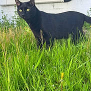 Miles And Willow joined the competition — help win amazing prizes! black_cat, cat, grass, greenery, outdoor, animal, pet, feline, yellow_eyes, nature, wall, pipe, alert, curious, mammal, standing, side_view, daytime, plant, wildlife