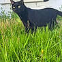 black_cat, cat, grass, greenery, outdoor, animal, pet, feline, yellow_eyes, nature, wall, pipe, alert, curious, mammal, standing, side_view, daytime, plant, wildlife