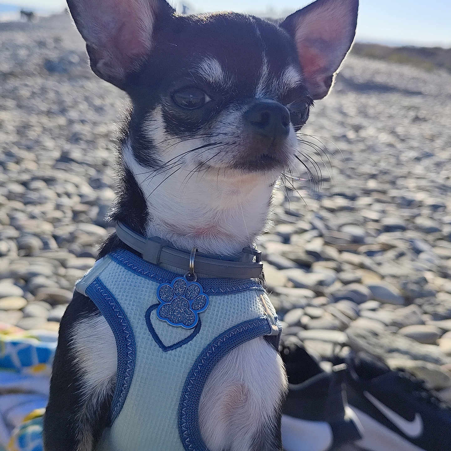 Dobby participe au concours pour gagner de l'argent avec cette photo : animal, beach, black, blue, chihuahua, closeup, daylight, dog, harness, nike, outdoor, paw_tag, pet, portrait, rocks, shoes, small_dog, sneakers, sunny, white