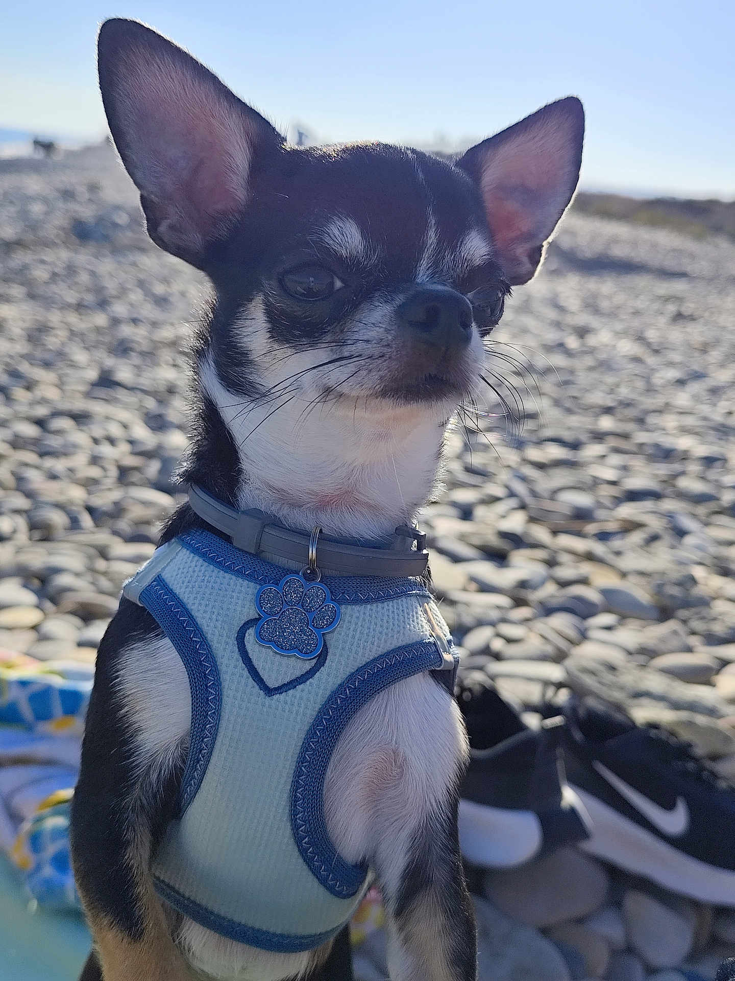 Dobby participe au concours pour gagner de l'argent avec cette photo : dog, chihuahua, small_dog, harness, paw_tag, beach, rocks, sunny, daylight, outdoor, pet, shoes, nike, sneakers, blue, black, white, closeup, portrait, animal