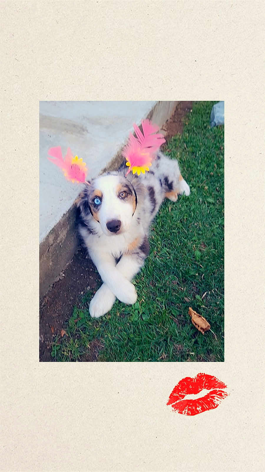 Aylie participe au concours pour gagner de l'argent avec cette photo : dog, puppy, grass, outdoor, heterochromia, blue_eye, brown_eye, feather_accessory, flower_accessory, concrete, cute, animal, pet, lying_down, playful, adorable, nature, portrait, young_dog, colorful