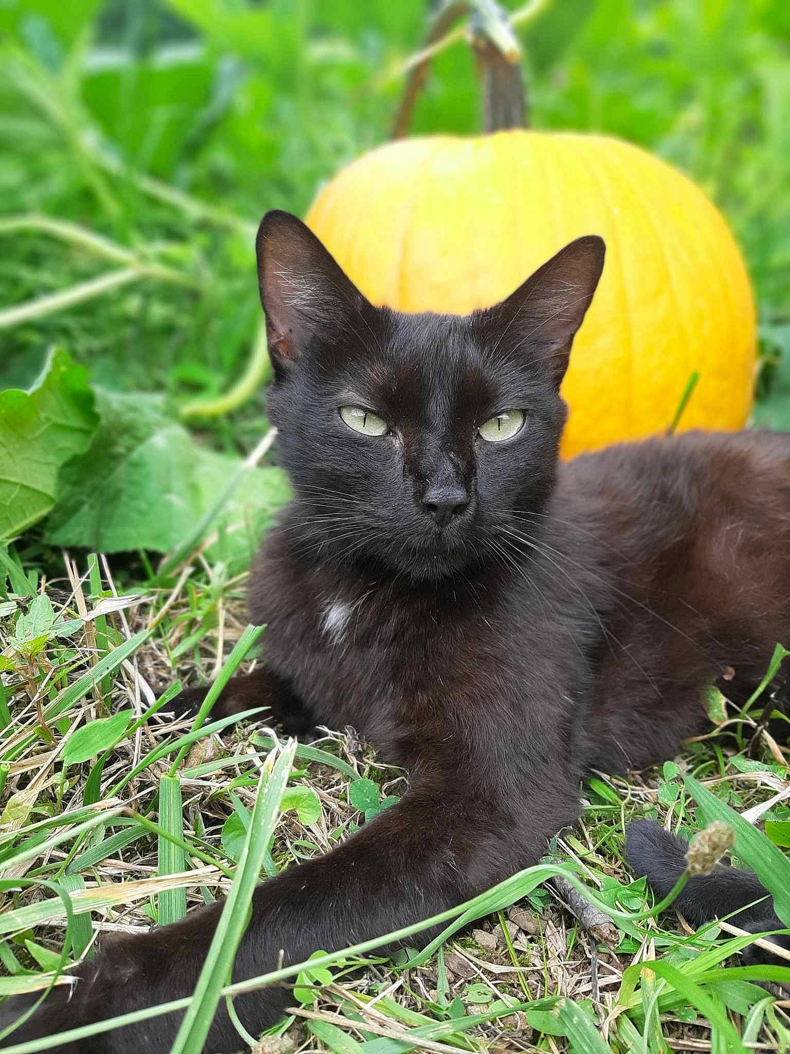 Punkin joined the competition — help win amazing prizes! black_cat, bombay, carnivore, cat, domestic_short_haired_cat, felidae, fur, grass, groundcover, plant, small_to_medium_sized_cats, snout, tail, terrestrial_animal, terrestrial_plant, vegetable, whiskers, wildlife