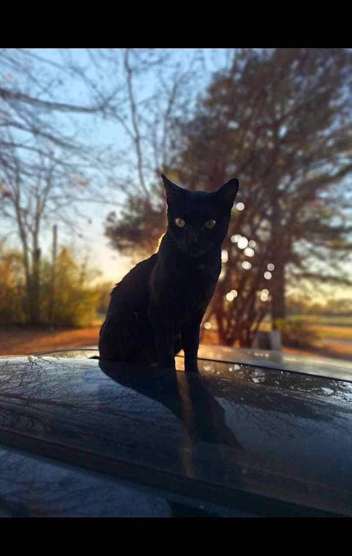 Punkin joined the competition — help win amazing prizes! black_cat, carnivore, cat, domestic_short_haired_cat, felidae, fur, grass, plant, road_surface, sky, small_to_medium_sized_cats, snout, sunlight, tail, tints_and_shades, tree, vertebrate, whiskers, winter, wood