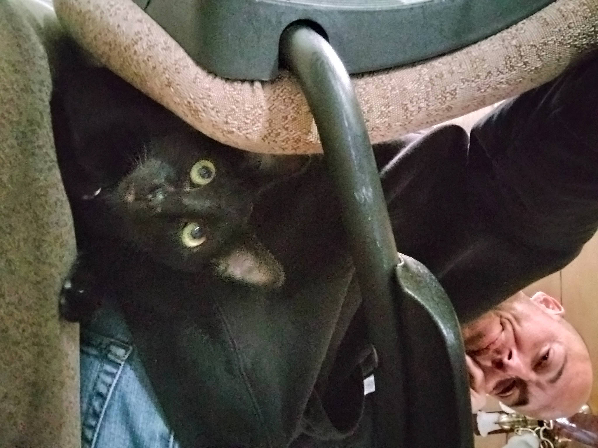 Deuce Deuce is registered to the contest to win money with this photo: auto_part, automotive_exterior, car_seat, carnivore, cat, comfort, domestic_short_haired_cat, family_car, felidae, gesture, hand, mammal, motor_vehicle, small_to_medium_sized_cats, steering_wheel, vehicle_door, vertebrate, whiskers, window, windshield