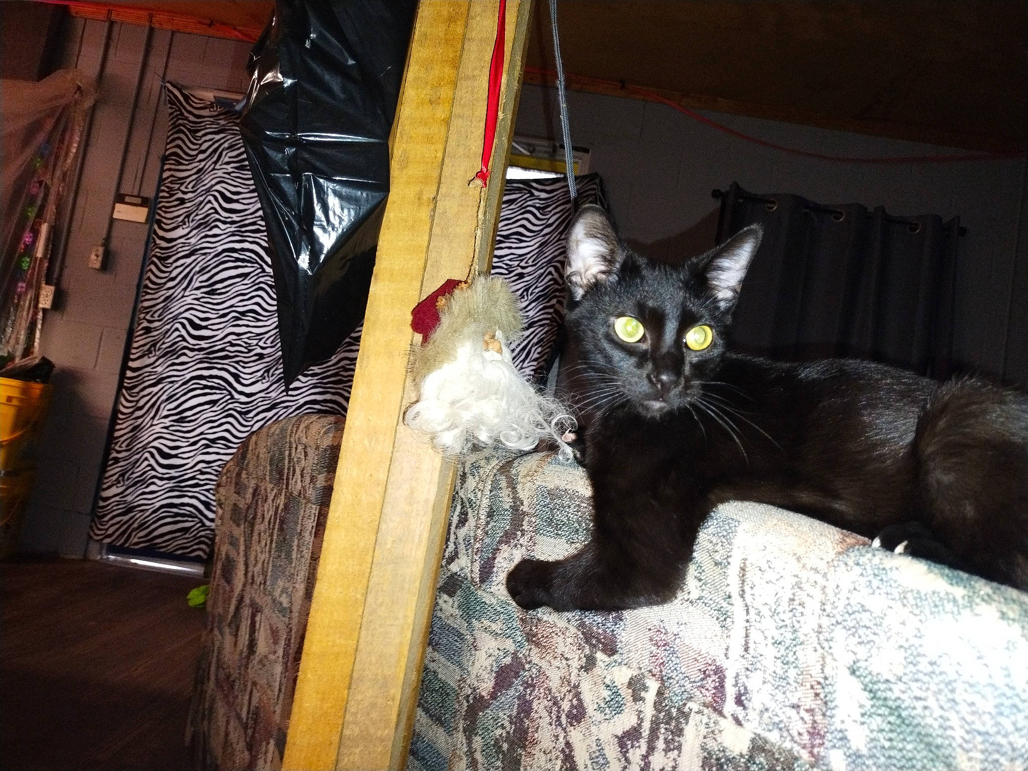 Deuce Deuce is registered to the contest to win money with this photo: black_cat, bombay, carnivore, cat, cat_supply, claw, comfort, domestic_short_haired_cat, felidae, fur, hardwood, havana_brown, mammal, paw, small_to_medium_sized_cats, tail, terrestrial_animal, vertebrate, whiskers, wood