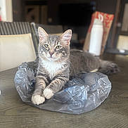 Pablo is registered to the contest to win money with this photo: cat, tabby_cat, pet, indoor, plastic_bag, table, paws, whiskers, fur, ears, green_eyes, close_up, portrait, blurred_background, chair, domestic_cat, relaxed, home, wooden_table, sitting