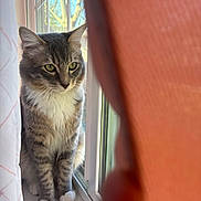 Pablo joined the competition — help win amazing prizes! calm, cat, cozy, curtain, curtain_fold, domestic_cat, feline, fur, green_eyes, indoor, looking_outside, paws, pet, portrait, reflection, sitting, sunlight, whiskers, window, windowsill