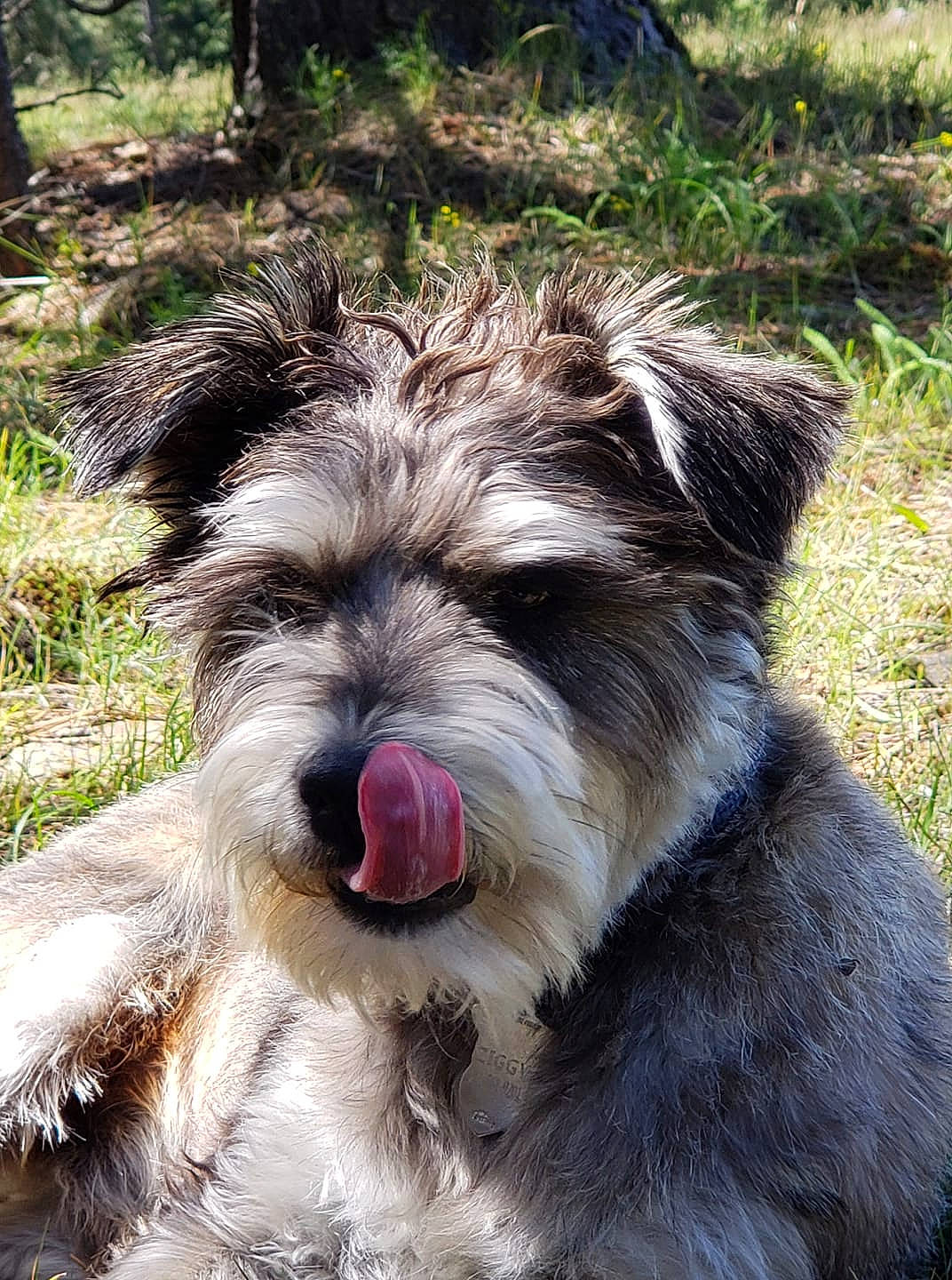 Ziggy joined the competition — help win amazing prizes! canidae, carnivore, companion_dog, dog, dog_breed, glen_of_imaal_terrier, mammal, miniature_schnauzer, morkie, puppy, rare_breed_dog, schnauzer, schnoodle, small_terrier, snout, sporting_lucas_terrier, standard_schnauzer, terrier, tibetan_terrier, vertebrate