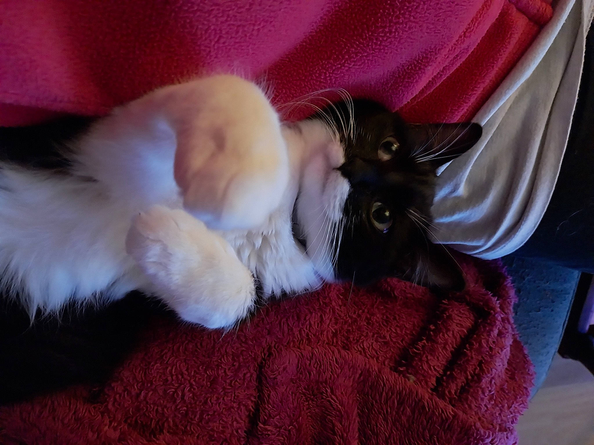 Leydie participe au concours pour gagner de l'argent avec cette photo : canidae, carnivore, cat, claw, comfort, companion_dog, dog_breed, domestic_short_haired_cat, ear, fawn, felidae, fur, lap, linens, paw, small_to_medium_sized_cats, snout, sporting_group, tail, whiskers