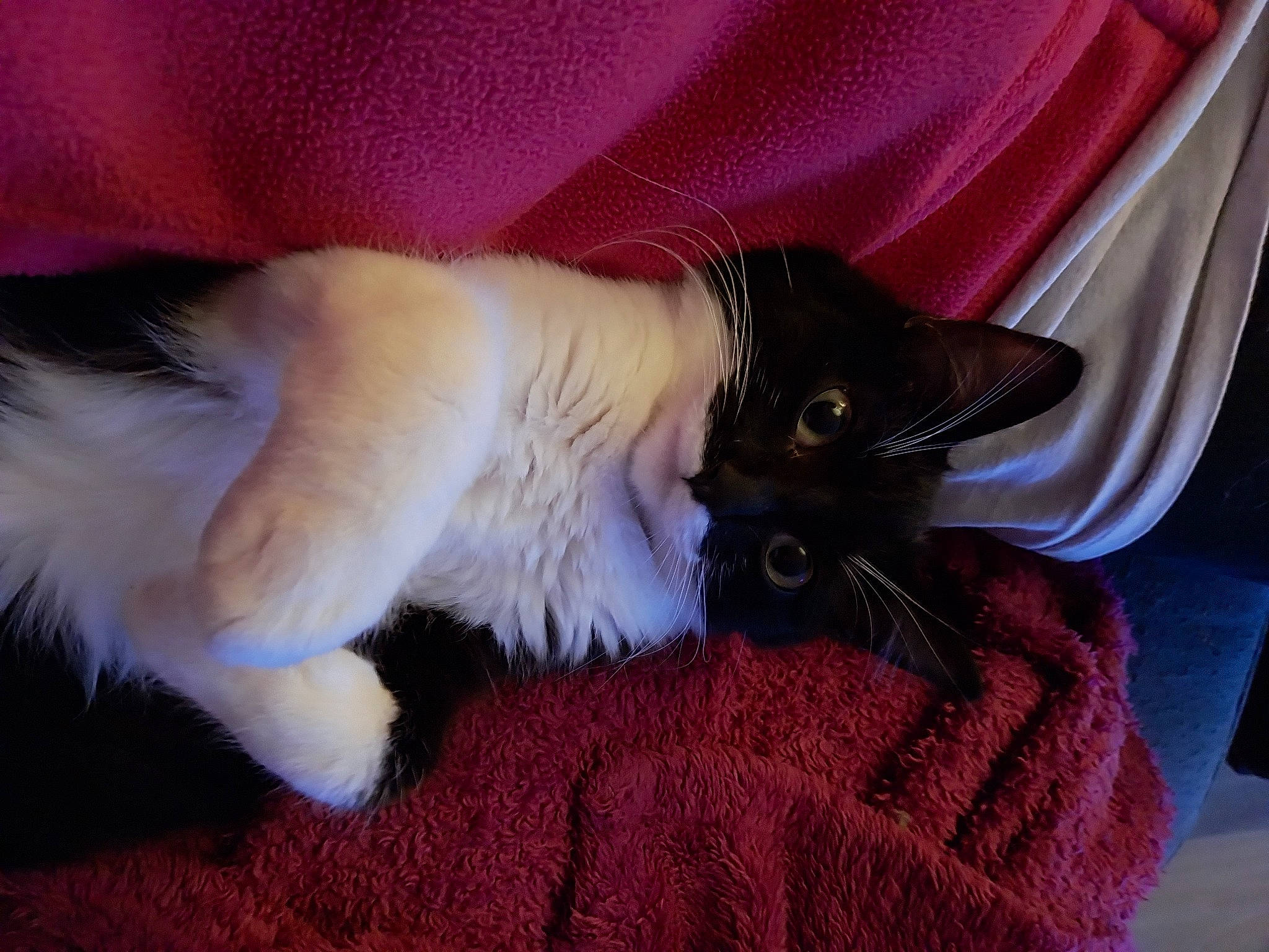 Leydie a rejoint le concours — aidez-le/la à gagner de superbes lots ! balinese, carnivore, cat, claw, comfort, companion_dog, dog_breed, domestic_short_haired_cat, ear, fawn, felidae, fur, mammal, paw, siamese, small_to_medium_sized_cats, snout, tail, thai, whiskers